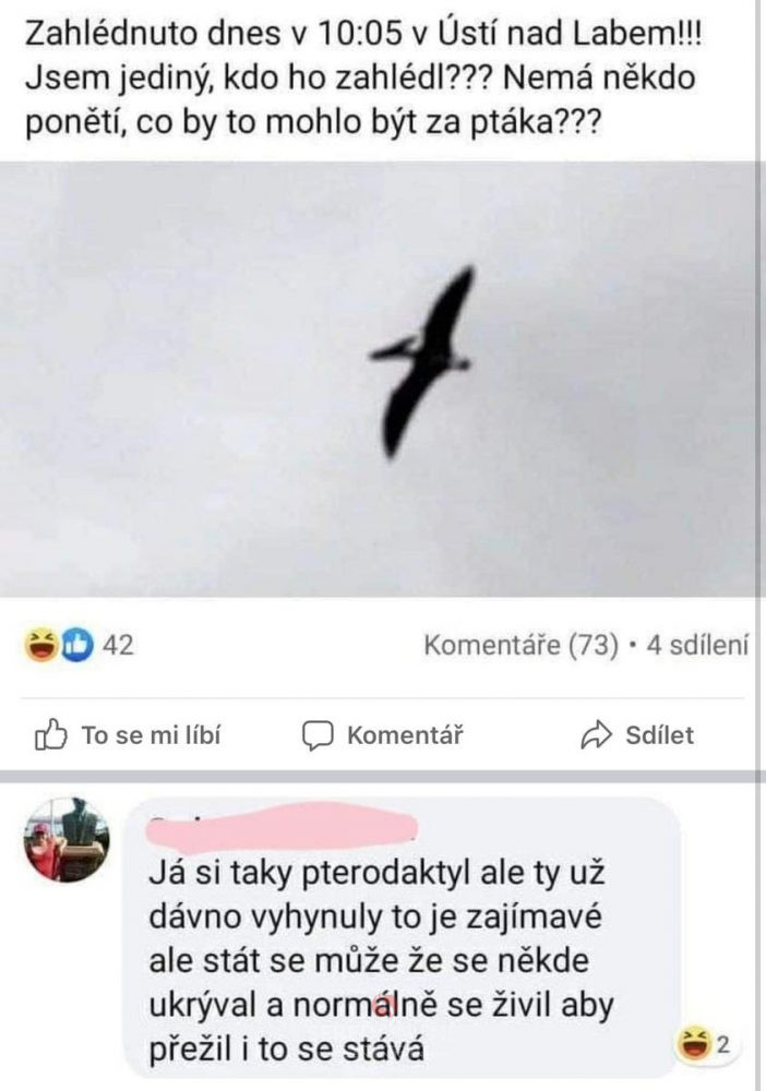 Co je to za ptaka