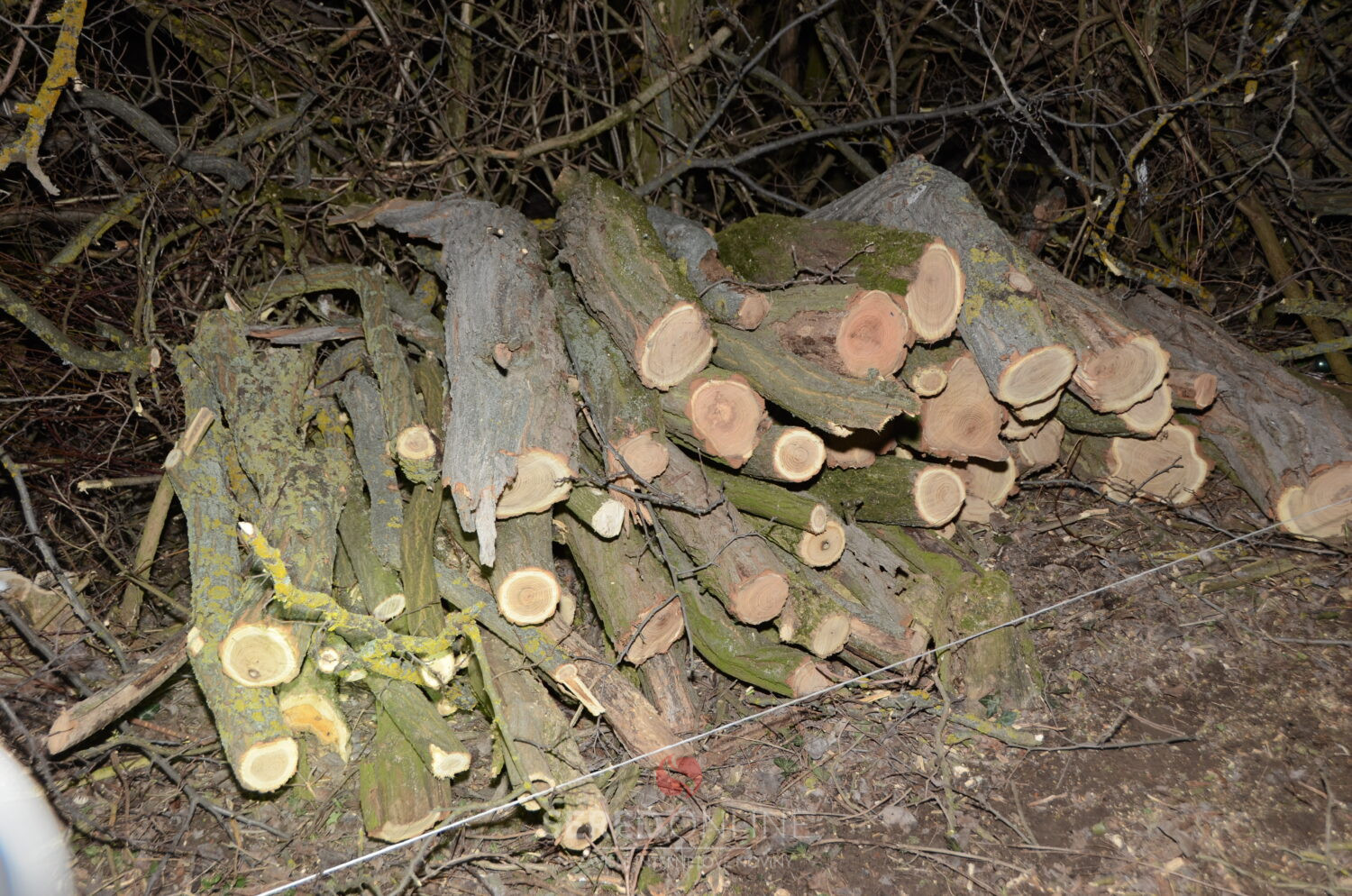 Enviropolícia obvinila muža z Bratislavy za protiprávny výrub stromov