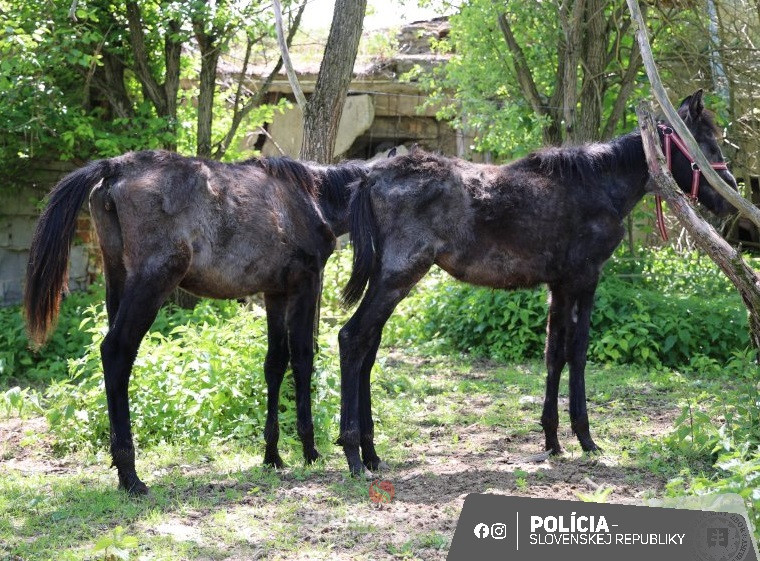 Enviropolícia obvinila muža, ktorý v okrese Brezno choval 20 koní  bez zabezpečenia základnej starostlivosti 