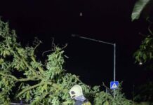 Dobrovoľní hasiči pomáhali po veternej smršti odstraňovať popadané stromy v Seredi